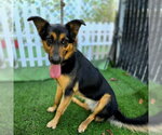Small German Shepherd Dog