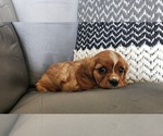 Small #3 Cavalier King Charles Spaniel