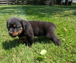 Small #8 Rottweiler