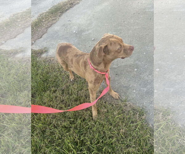 Medium Photo #5 Mutt Puppy For Sale in Oakhurst, NJ, USA