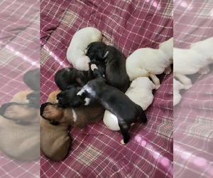 Boxer Puppy for sale in COLUMBIA, SC, USA