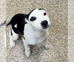 Small #1 Mutt