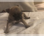 Small Photo #11 French Bulldog Puppy For Sale in NAPLES, FL, USA