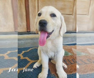 Medium English Cream Golden Retriever-Labrador Retriever Mix