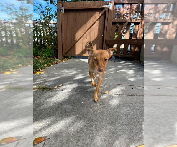 Medium Photo #2 Chihuahua Puppy For Sale in Salt Lake City, UT, USA