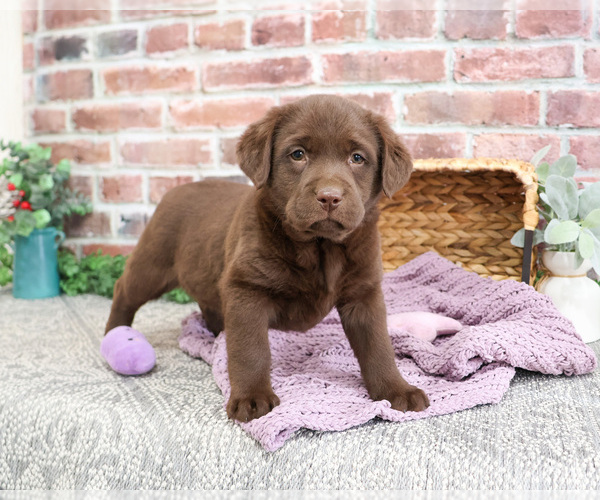 Medium Photo #5 Labrador Retriever Puppy For Sale in SYRACUSE, IN, USA
