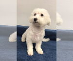 Small #1 Bichon Frise