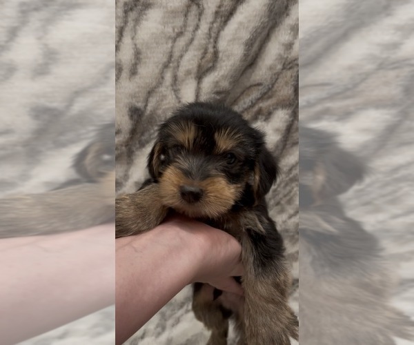 Medium Photo #3 Yorkshire Terrier Puppy For Sale in MOUNT CARMEL, PA, USA