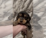 Small #2 Yorkshire Terrier