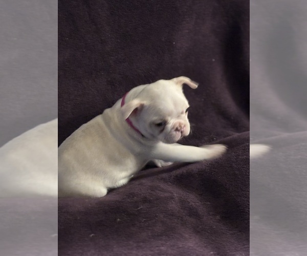 Medium Photo #7 Boston Terrier Puppy For Sale in HAMDEN, CT, USA