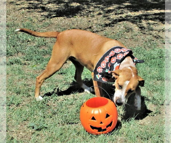 Medium Photo #6 Catahoula Leopard Dog-Unknown Mix Puppy For Sale in Godley, TX, USA