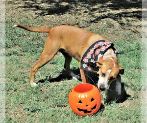 Cinnamon - Female Catahoula Leopard Dog-Unknown Mix Dog for Adoption - Photo #6