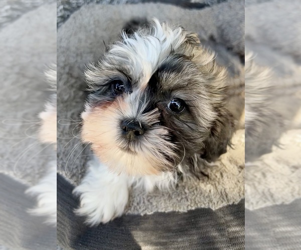 Medium Photo #3 Zuchon Puppy For Sale in RENO, NV, USA