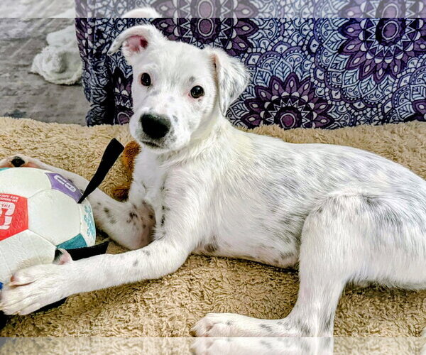 Medium Photo #5 Mutt Puppy For Sale in Sandy, UT, USA