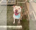 Small #25 American Staffordshire Terrier Mix
