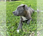 Small #19 Dachshund