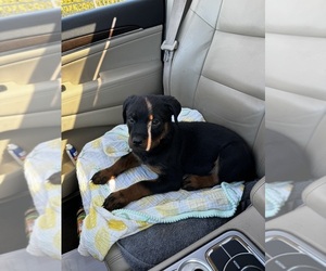 Rottweiler Puppy for sale in ROCKY HILL, CT, USA