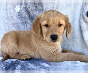 Golden Retriever Puppy for sale in INDIANAPOLIS, IN, USA