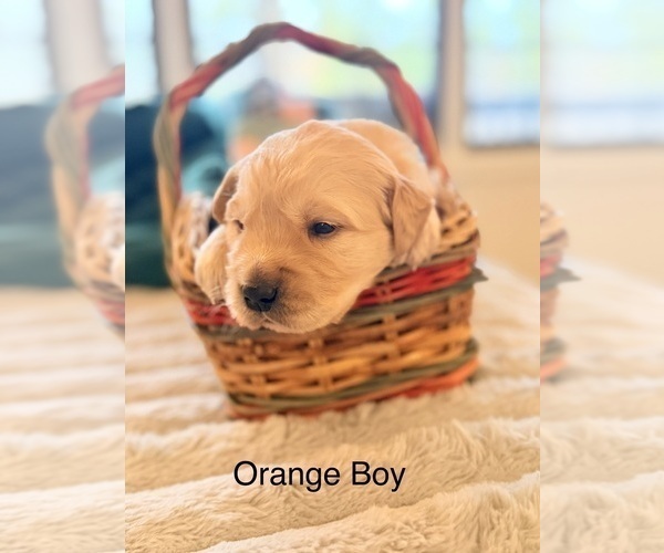 Medium Photo #6 Golden Retriever Puppy For Sale in CHIPPEWA FALLS, WI, USA