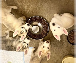 Siberian Husky Puppy for sale in JOPLIN, MO, USA