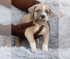 American Bully Puppy for sale in CHAMPAIGN, IL, USA