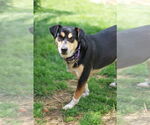 Small #4 German Shepherd Dog Mix