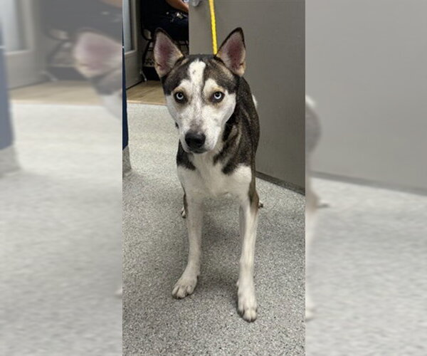 Medium Photo #1 Siberian Husky-Unknown Mix Puppy For Sale in Pasadena, TX, USA