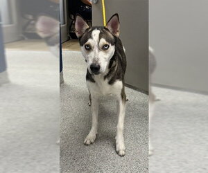 Siberian Husky-Unknown Mix Dogs for adoption in Pasadena, TX, USA