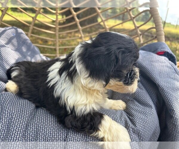 Medium Photo #2 Havachon Puppy For Sale in NIANGUA, MO, USA