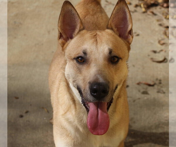 Medium Photo #2 Black Mouth Cur-Carolina Dog Mix Puppy For Sale in Jackson, MS, USA