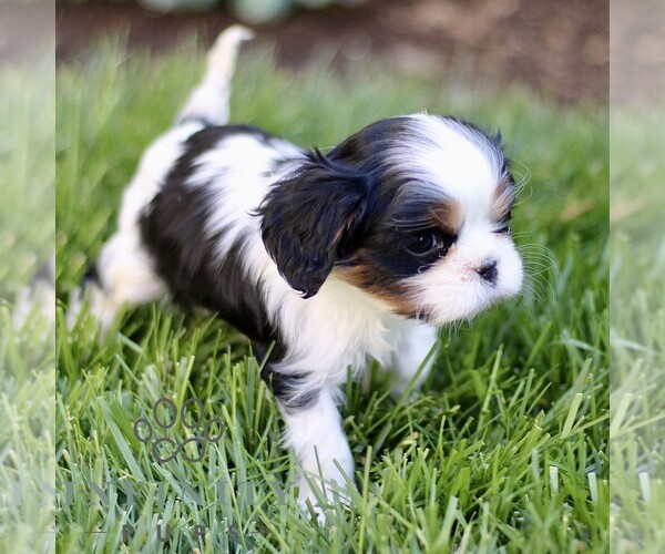 Medium Photo #4 Cavalier King Charles Spaniel Puppy For Sale in CHRISTIANA, PA, USA