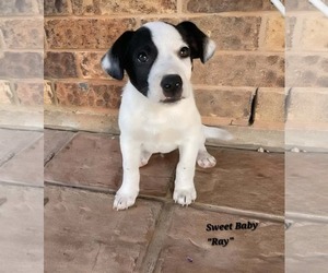 American Pit Bull Terrier-Jack Russell Terrier Mix Dogs for adoption in Oakhurst, NJ, USA
