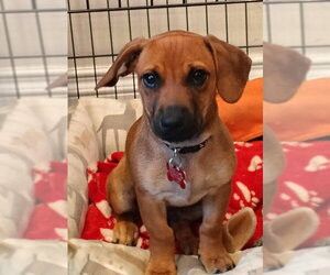 Dachshund-Unknown Mix Dogs for adoption in San Diego, CA, USA