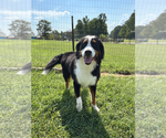 Small Photo #3 Bernese Mountain Dog Puppy For Sale in Pacolet, SC, USA