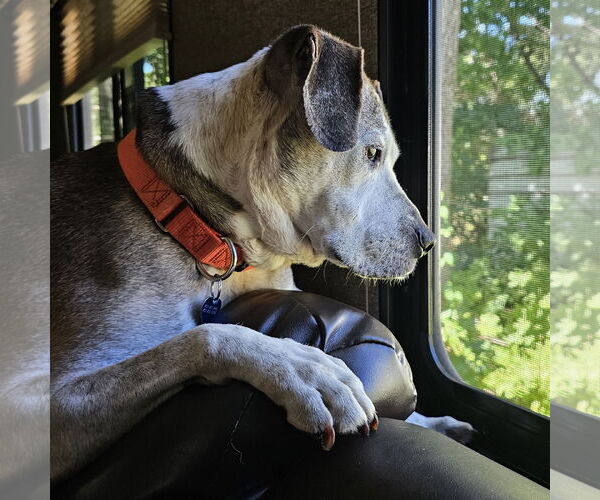 Medium Photo #11 American Pit Bull Terrier-Unknown Mix Puppy For Sale in Fargo, ND, USA