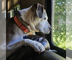 Small #10 American Pit Bull Terrier Mix