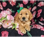 Small Photo #7 Golden Retriever Puppy For Sale in DELTA, PA, USA