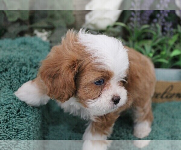 Medium Photo #11 Cavapoo (Miniature) Puppy For Sale in CARLISLE, KY, USA
