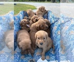 Small #13 Golden Retriever