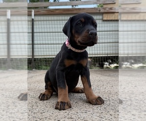 Doberman Pinscher Puppy for sale in NEWTON, NC, USA