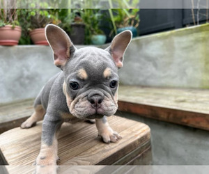 French Bulldog Puppy for sale in ALAMEDA, CA, USA