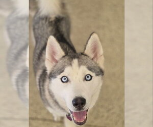 Oscar - ON HOLD - Male Siberian Husky Dog for Adoption - Photo #6