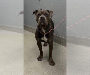 American Pit Bull Terrier-Unknown Mix Dogs for adoption in Las Vegas, NV, USA