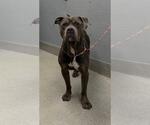 Small American Pit Bull Terrier Mix