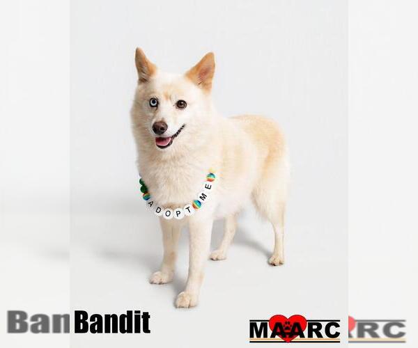Medium Photo #5 Pomsky Puppy For Sale in Maryville, TN, USA
