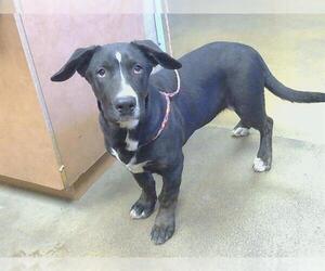 Basset Hound-Unknown Mix Dogs for adoption in Sacramento, CA, USA