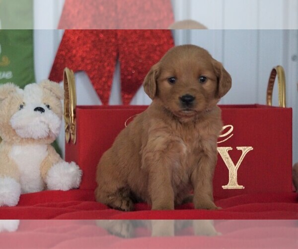 Medium Photo #2 Golden Retriever Puppy For Sale in FREDERICKSBG, OH, USA