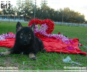 German Shepherd Dog-Siberian Husky Mix Puppy for sale in MULBERRY, FL, USA
