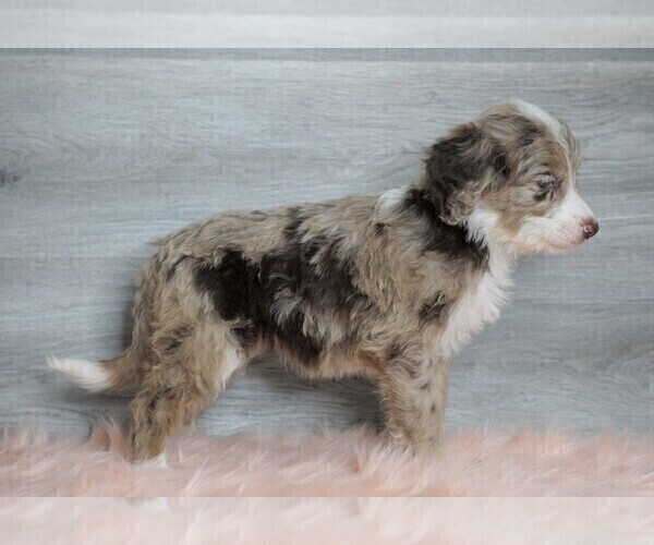 Medium Photo #2 Aussiedoodle Puppy For Sale in FREDERICKSBG, OH, USA