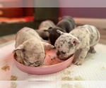 Small Photo #1 French Bulldog Puppy For Sale in NEWNAN, GA, USA